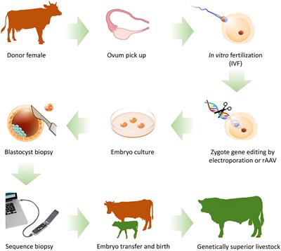 On-Farm Livestock Genome Editing Using Cutting Edge <mark class="highlighted">Reproductive Technologies</mark>